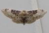 Idaea filicata